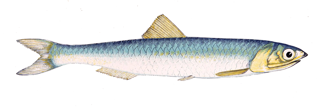 Boquerón